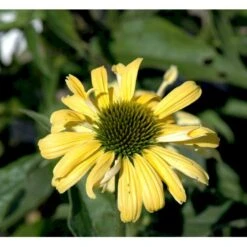 Solhat 'Sunrise' Echinacea Hybrid 'Sunrise' 1 Liter Potte -Osmo Salgsbutik mi11426 echinacea sunrise r f846