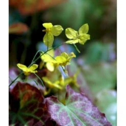 Bispehue 'Frohenleiten' Epimedium Perralchicum 'Frohenleiten' 10 Cm. Potte 11 Bispehue 'Frohenleiten' Epimedium Perralchicum 'Frohenleiten' 10 Cm. Potte -Osmo Salgsbutik mi11441 epimedium perralchicum frohnleiten 1cad