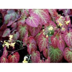 Bispehue 'Frohenleiten' Epimedium Perralchicum 'Frohenleiten' 10 Cm. Potte 13 Bispehue 'Frohenleiten' Epimedium Perralchicum 'Frohenleiten' 10 Cm. Potte -Osmo Salgsbutik mi11441 epimedium perralchicum frohnleiten 7100