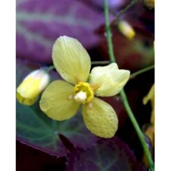 Bispehue 'Frohenleiten' Epimedium Perralchicum 'Frohenleiten' 10 Cm. Potte 12 Bispehue 'Frohenleiten' Epimedium Perralchicum 'Frohenleiten' 10 Cm. Potte -Osmo Salgsbutik mi11441 epimedium perralchicum frohnleiten 8a4f