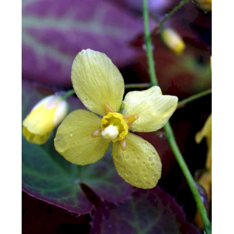 Bispehue 'Frohenleiten' Epimedium Perralchicum 'Frohenleiten' 10 Cm. Potte 6 Bispehue 'Frohenleiten' Epimedium Perralchicum 'Frohenleiten' 10 Cm. Potte - Billede 4