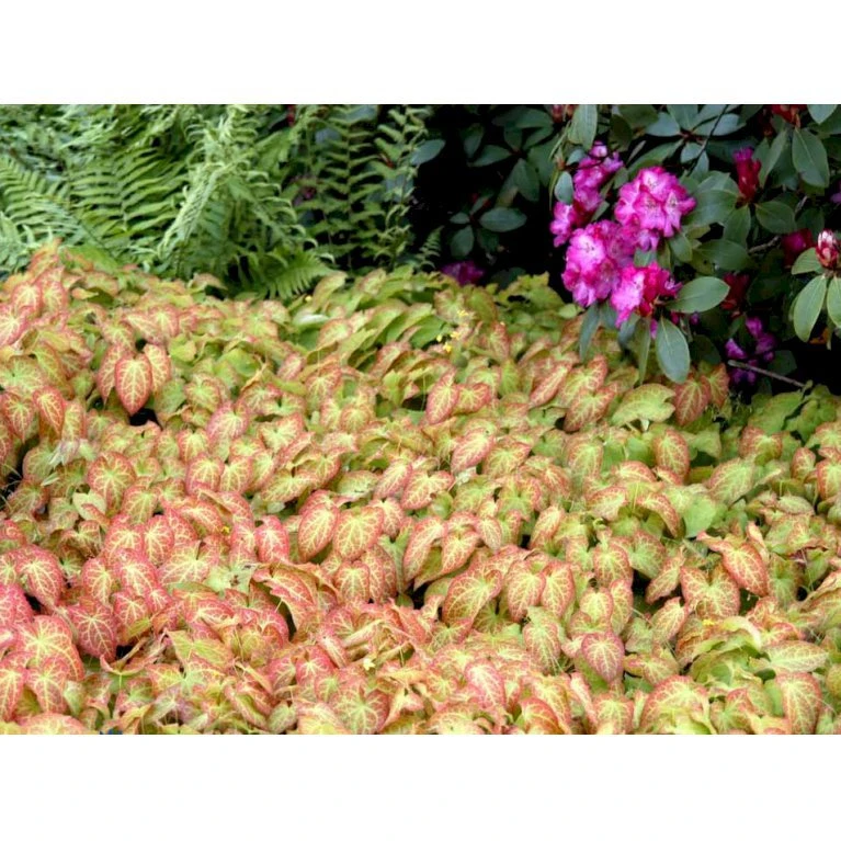 Bispehue 'Frohenleiten' Epimedium Perralchicum 'Frohenleiten' 10 Cm. Potte 9 Bispehue 'Frohenleiten' Epimedium Perralchicum 'Frohenleiten' 10 Cm. Potte - Billede 7