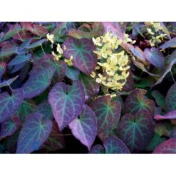 Bispehue 'Frohenleiten' Epimedium Perralchicum 'Frohenleiten' 10 Cm. Potte 14 Bispehue 'Frohenleiten' Epimedium Perralchicum 'Frohenleiten' 10 Cm. Potte -Osmo Salgsbutik mi11441 epimedium perralchicum frohnleiten ffe5