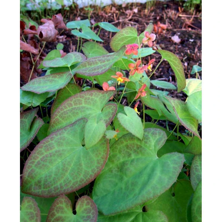 Bispehue 'Orange Queen' Epimedium Warleyense 'Orange Queen' 10 Cm. Potte 5 Bispehue 'Orange Queen' Epimedium Warleyense 'Orange Queen' 10 Cm. Potte - Billede 3