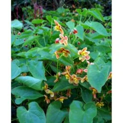 Bispehue 'Orange Queen' Epimedium Warleyense 'Orange Queen' 10 Cm. Potte