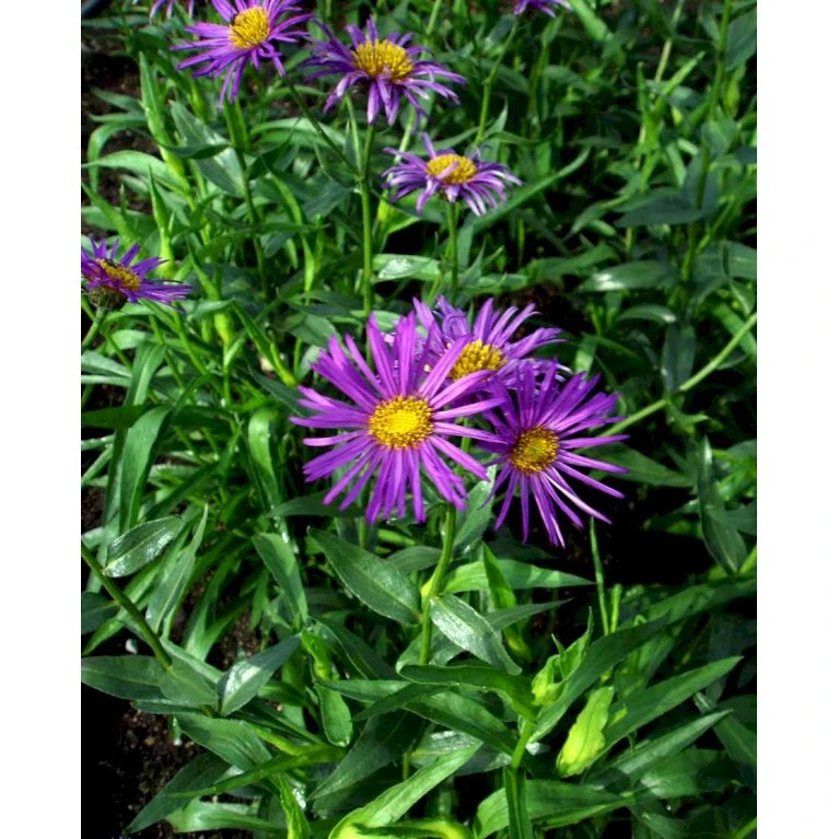 Bakkestjerne 'Dunkelste Aller' Erigeron Hybrid 'Dunkelste Aller' 1 Liter Potte 3 Bakkestjerne 'Dunkelste Aller' Erigeron Hybrid 'Dunkelste Aller' 1 Liter Potte