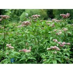 Hamp-Hjortetrøst Eupatorium Cannabinum 10 Cm. Potte 7 Hamp-Hjortetrøst Eupatorium Cannabinum 10 Cm. Potte -Osmo Salgsbutik mi11519 eupatorium cannabinum 4dee