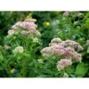 Hamp-Hjortetrøst Eupatorium Cannabinum 10 Cm. Potte -Osmo Salgsbutik mi11519 eupatorium cannabinum 9051
