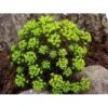 Cypres-Vortemælk 'Clarice Howard' Euphorbia Cyparissias 'Clarice Howard' 1 Liter Potte -Osmo Salgsbutik mi11537 euphorbia cyparissias clarice howard 27bc