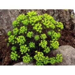 Cypres-Vortemælk 'Clarice Howard' Euphorbia Cyparissias 'Clarice Howard' 1 Liter Potte