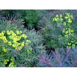 Cypres-Vortemælk 'Clarice Howard' Euphorbia Cyparissias 'Clarice Howard' 1 Liter Potte -Osmo Salgsbutik mi11537 euphorbia cyparissias clarice howard 3406