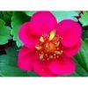 Prydjordbær Fragaria Hybrid 'Lipstick' 10 Cm. Potte -Osmo Salgsbutik mi11585 fragaria lipstick 2a3d