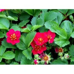 Prydjordbær Fragaria Hybrid 'Lipstick' 10 Cm. Potte -Osmo Salgsbutik mi11585 fragaria lipstick 5486