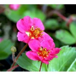 Prydjordbær Fragaria Hybrid 'Lipstick' 10 Cm. Potte -Osmo Salgsbutik mi11585 fragaria lipstick b13a