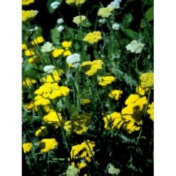 Pragtrøllike 'Coronation Gold' Achillea Filipendulina 'Coronation Gold' 1 Liter Potte -Osmo Salgsbutik mi115 achillea coronation gold 0bc6