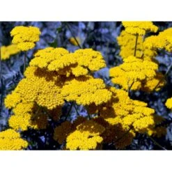 Pragtrøllike 'Coronation Gold' Achillea Filipendulina 'Coronation Gold' 1 Liter Potte -Osmo Salgsbutik mi115 achillea coronation gold 207d