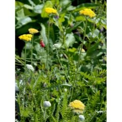 Pragtrøllike 'Coronation Gold' Achillea Filipendulina 'Coronation Gold' 1 Liter Potte -Osmo Salgsbutik mi115 achillea coronation gold 580a