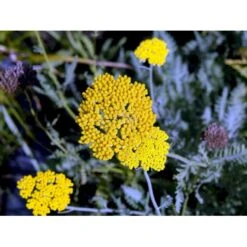 Pragtrøllike 'Coronation Gold' Achillea Filipendulina 'Coronation Gold' 1 Liter Potte -Osmo Salgsbutik mi115 achillea coronation gold df97