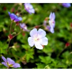 Storkenæb 'Azure Rush' Geranium Hybrid 'Azure Rush' 1 Liter Potte -Osmo Salgsbutik mi11632 geranium azure rush r 5c8d