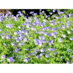 Storkenæb 'Brookside' Geranium Hybrid 'Brookside' 1 Liter Potte -Osmo Salgsbutik mi11634 geranium brookside 0445