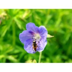 Storkenæb 'Brookside' Geranium Hybrid 'Brookside' 1 Liter Potte -Osmo Salgsbutik mi11634 geranium brookside 489a