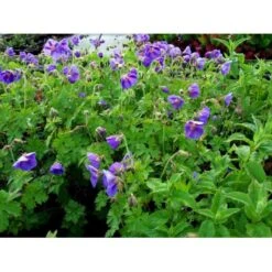 Storkenæb 'Brookside' Geranium Hybrid 'Brookside' 1 Liter Potte -Osmo Salgsbutik mi11634 geranium brookside b8ab