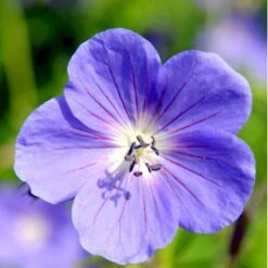 Storkenæb 'Brookside' Geranium Hybrid 'Brookside' 1 Liter Potte -Osmo Salgsbutik mi11634 geranium brookside bfc9