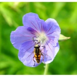 Storkenæb 'Brookside' Geranium Hybrid 'Brookside' 1 Liter Potte -Osmo Salgsbutik mi11634 geranium brookside ebd2