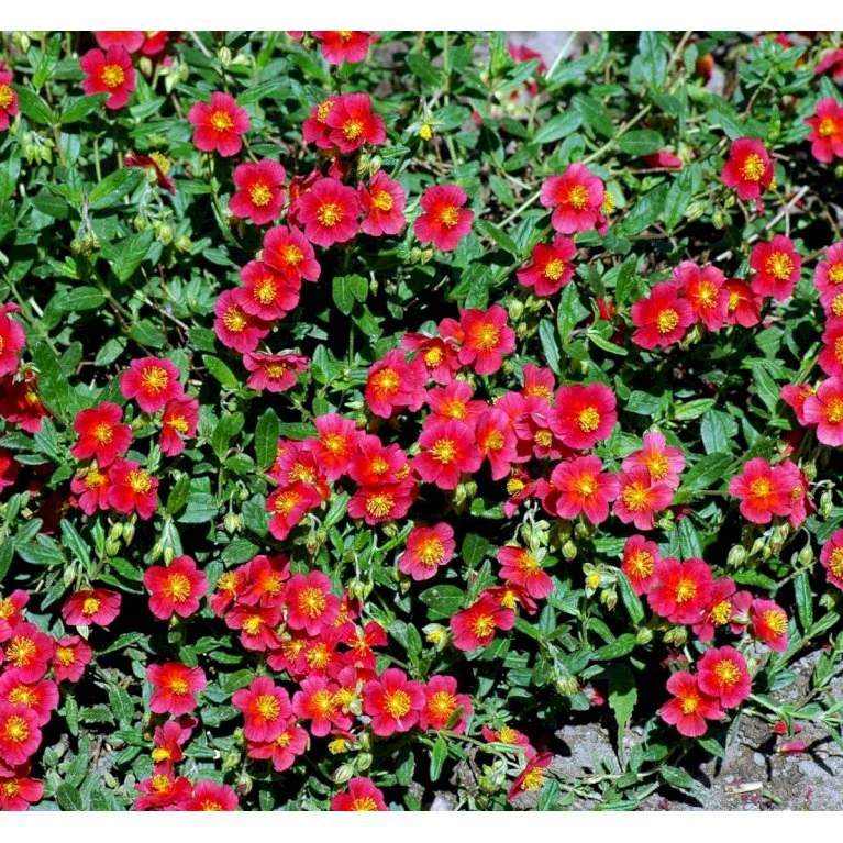 Soløje 'Mette' Helianthemum Hybrid 'Mette' 10 Cm. Potte 3 Soløje 'Mette' Helianthemum Hybrid 'Mette' 10 Cm. Potte