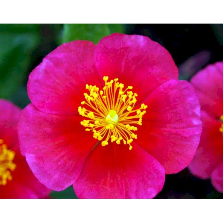 Soløje 'Mette' Helianthemum Hybrid 'Mette' 10 Cm. Potte 5 Soløje 'Mette' Helianthemum Hybrid 'Mette' 10 Cm. Potte - Billede 3