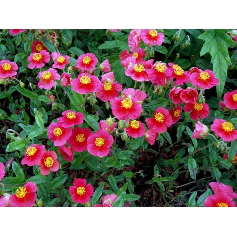 Soløje 'Mette' Helianthemum Hybrid 'Mette' 10 Cm. Potte 6 Soløje 'Mette' Helianthemum Hybrid 'Mette' 10 Cm. Potte - Billede 4