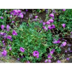Storkenæb 'Purpureum' Geranium Cinereum Var. Subcaulescens 'Purpureum' 10 Cm. Potte -Osmo Salgsbutik mi11642 geranium cinereum purpureum 541c