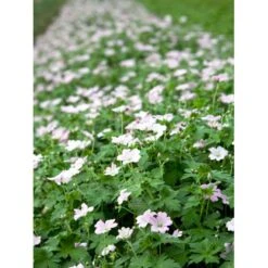 Storkenæb 'Dreamland' Geranium Hybrid 'Dreamland'® 1 Liter Potte -Osmo Salgsbutik mi11645 geranium dreamland r 0755