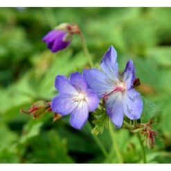 Himalaya-Storkenæb 'Johnsons Blue' Geranium Himalayense 'Johnsons Blue' 1 Liter Potte -Osmo Salgsbutik mi11660 geranium incanum johnsons blue 5a4f