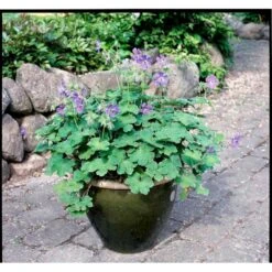 Storkenæb 'Philippe Vapelle' Geranium X Renardii 'Philippe Vapelle' 1 Liter Potte -Osmo Salgsbutik mi11678 geranium philippe vapelle 5256