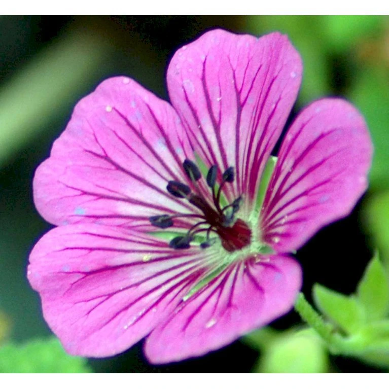 Storkenæb 'Pink Penny' Geranium Hybrid 'Pink Penny' 1 Liter Potte 6 Storkenæb 'Pink Penny' Geranium Hybrid 'Pink Penny' 1 Liter Potte - Billede 4