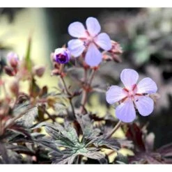 Eng-Storkenæb 'Midnight Reiter' (rødt Løv) Geranium Pratense 'Midnight Reiter' 1 Liter Potte -Osmo Salgsbutik mi11685 geranium pratense midnight reiter 6d79