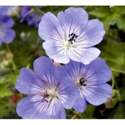 Storkenæb 'Rozanne' Geranium Hybrid 'Rozanne' 1 Liter Potte -Osmo Salgsbutik mi11692 geranium rozanne 2af1