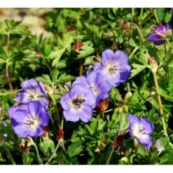 Storkenæb 'Rozanne' Geranium Hybrid 'Rozanne' 1 Liter Potte -Osmo Salgsbutik mi11692 geranium rozanne 507d