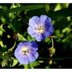 Storkenæb 'Rozanne' Geranium Hybrid 'Rozanne' 1 Liter Potte -Osmo Salgsbutik mi11692 geranium rozanne 7728