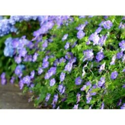 Storkenæb 'Rozanne' Geranium Hybrid 'Rozanne' 1 Liter Potte -Osmo Salgsbutik mi11692 geranium rozanne 8955