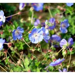 Storkenæb 'Rozanne' Geranium Hybrid 'Rozanne' 1 Liter Potte -Osmo Salgsbutik mi11692 geranium rozanne cfc9