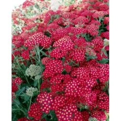 Røllike 'Paprika' Achillea Millefolium 'Paprika' 1 Liter Potte 14 Røllike 'Paprika' Achillea Millefolium 'Paprika' 1 Liter Potte -Osmo Salgsbutik mi116 achillea millefolium paprika 01eb