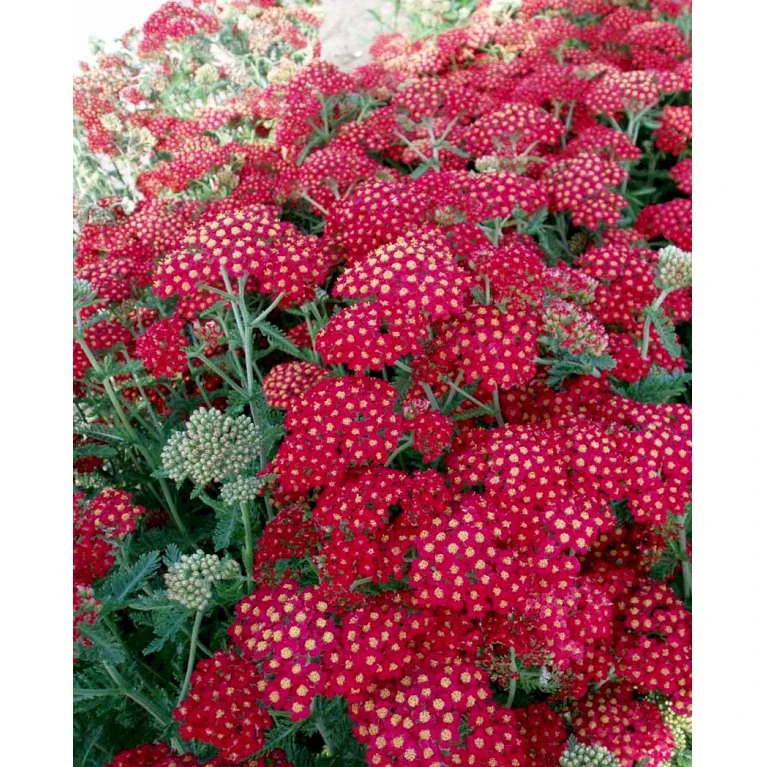 Røllike 'Paprika' Achillea Millefolium 'Paprika' 1 Liter Potte 6 Røllike 'Paprika' Achillea Millefolium 'Paprika' 1 Liter Potte - Billede 4
