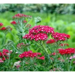 Røllike 'Paprika' Achillea Millefolium 'Paprika' 1 Liter Potte 17 Røllike 'Paprika' Achillea Millefolium 'Paprika' 1 Liter Potte -Osmo Salgsbutik mi116 achillea millefolium paprika 4ec5