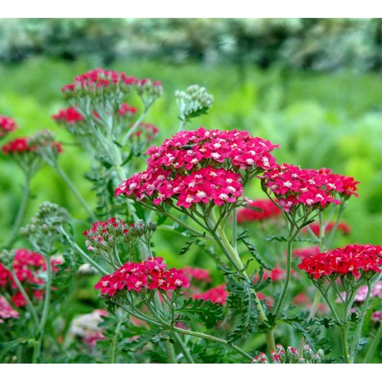 Røllike 'Paprika' Achillea Millefolium 'Paprika' 1 Liter Potte 9 Røllike 'Paprika' Achillea Millefolium 'Paprika' 1 Liter Potte - Billede 7