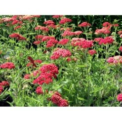 Røllike 'Paprika' Achillea Millefolium 'Paprika' 1 Liter Potte 19 Røllike 'Paprika' Achillea Millefolium 'Paprika' 1 Liter Potte -Osmo Salgsbutik mi116 achillea millefolium paprika 4f21