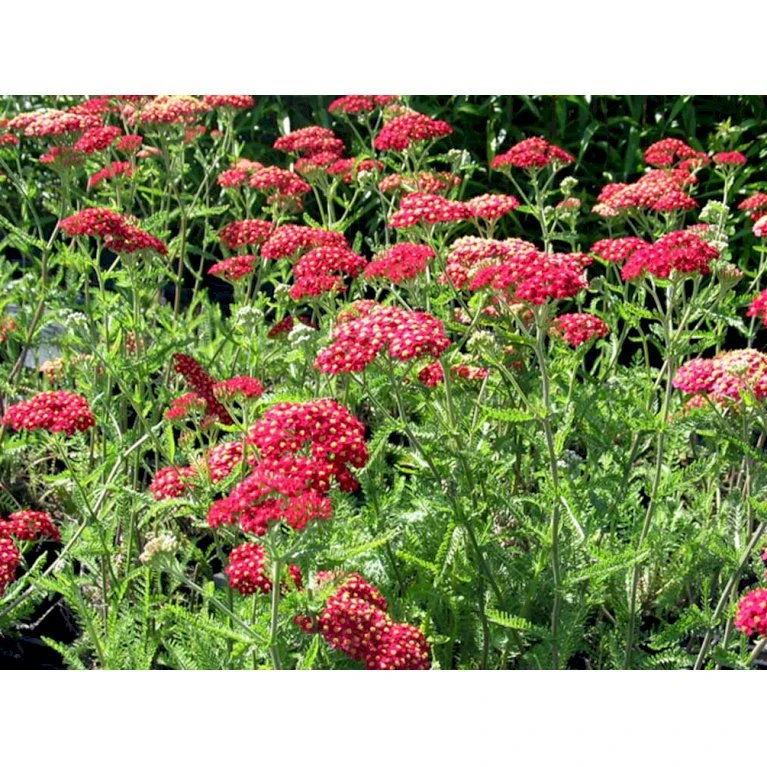 Røllike 'Paprika' Achillea Millefolium 'Paprika' 1 Liter Potte 11 Røllike 'Paprika' Achillea Millefolium 'Paprika' 1 Liter Potte - Billede 9