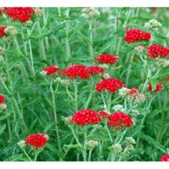 Røllike 'Paprika' Achillea Millefolium 'Paprika' 1 Liter Potte 13 Røllike 'Paprika' Achillea Millefolium 'Paprika' 1 Liter Potte -Osmo Salgsbutik mi116 achillea millefolium paprika bcc6