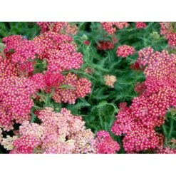 Røllike 'Paprika' Achillea Millefolium 'Paprika' 1 Liter Potte 15 Røllike 'Paprika' Achillea Millefolium 'Paprika' 1 Liter Potte -Osmo Salgsbutik mi116 achillea millefolium paprika cfee